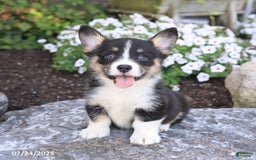 Welsh Corgi Pembroke dogs for sale: Isla - Image 1