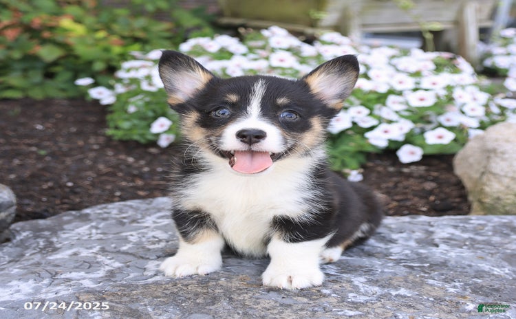 Welsh Corgi Pembroke dogs for sale - Ad 4