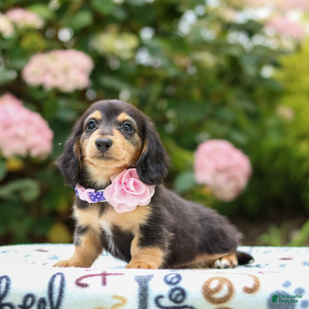 Miniature Dachshund dogs for sale: Rosie - Image 3