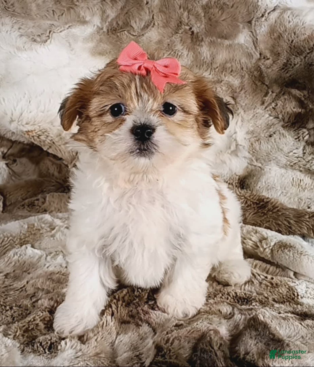 Teddy Bear dogs for sale: Tonya - Image 2
