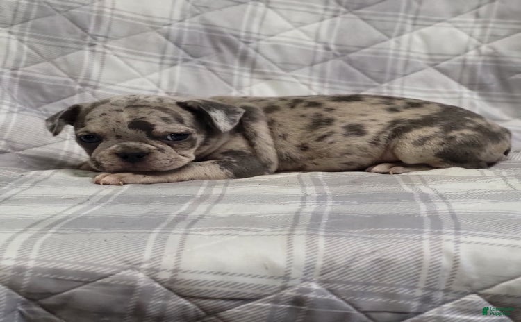 Frenchton dogs for sale - Ad 3