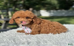Mini Goldendoodle dogs for sale: Ziggy - Image 5