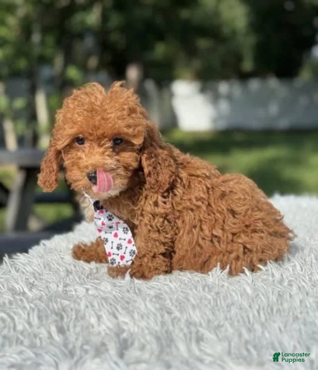 Mini Goldendoodle dogs for sale: Ziggy - Image 5