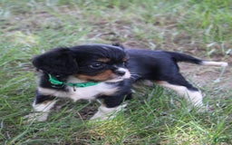 Cavalier King Charles Spaniel dogs for sale: Raven - Image 7