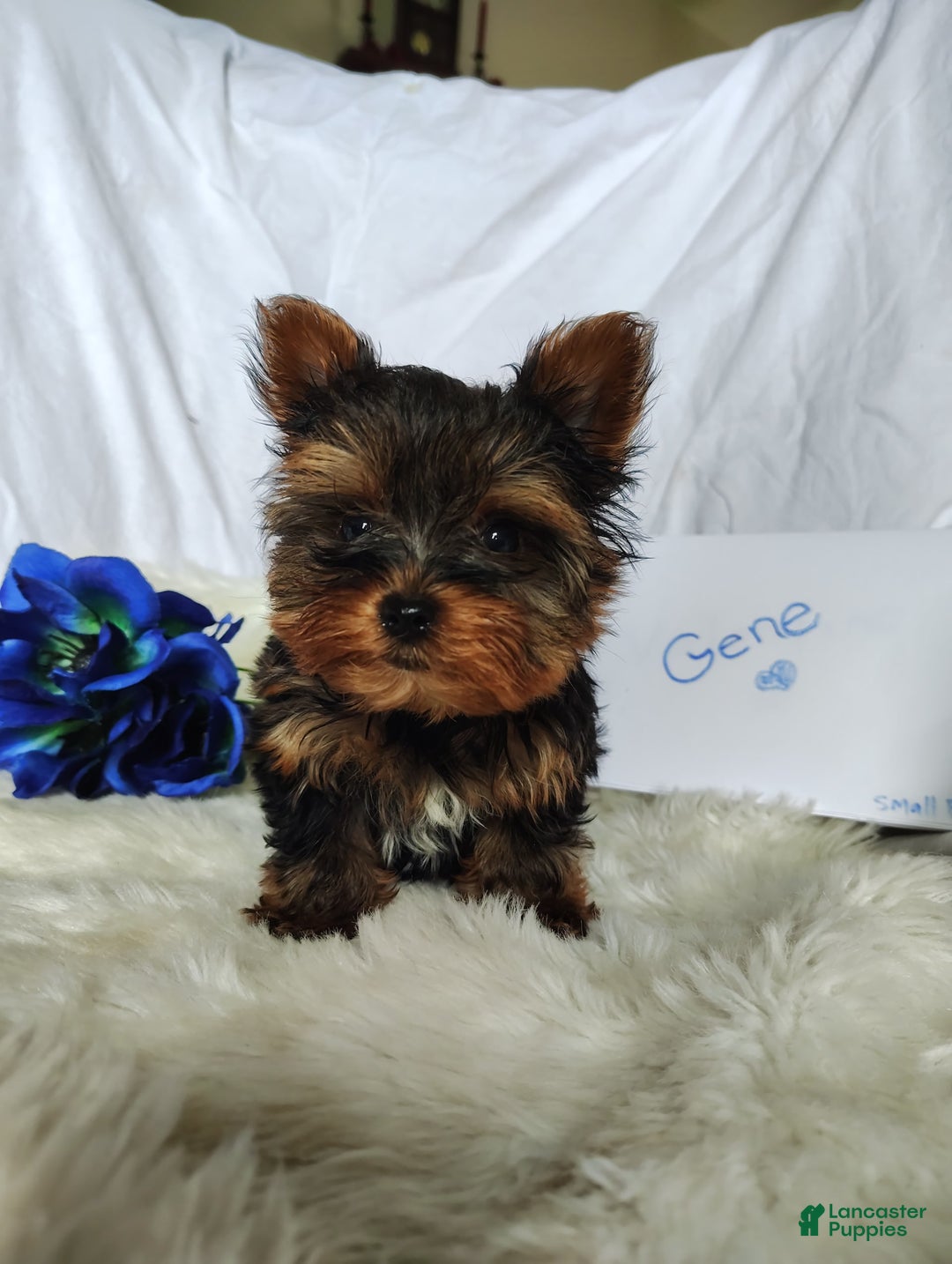 Yorkshire Terrier dogs for sale: Gene - Image 1