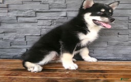 Pomsky dogs for sale: Sammy - Image 8