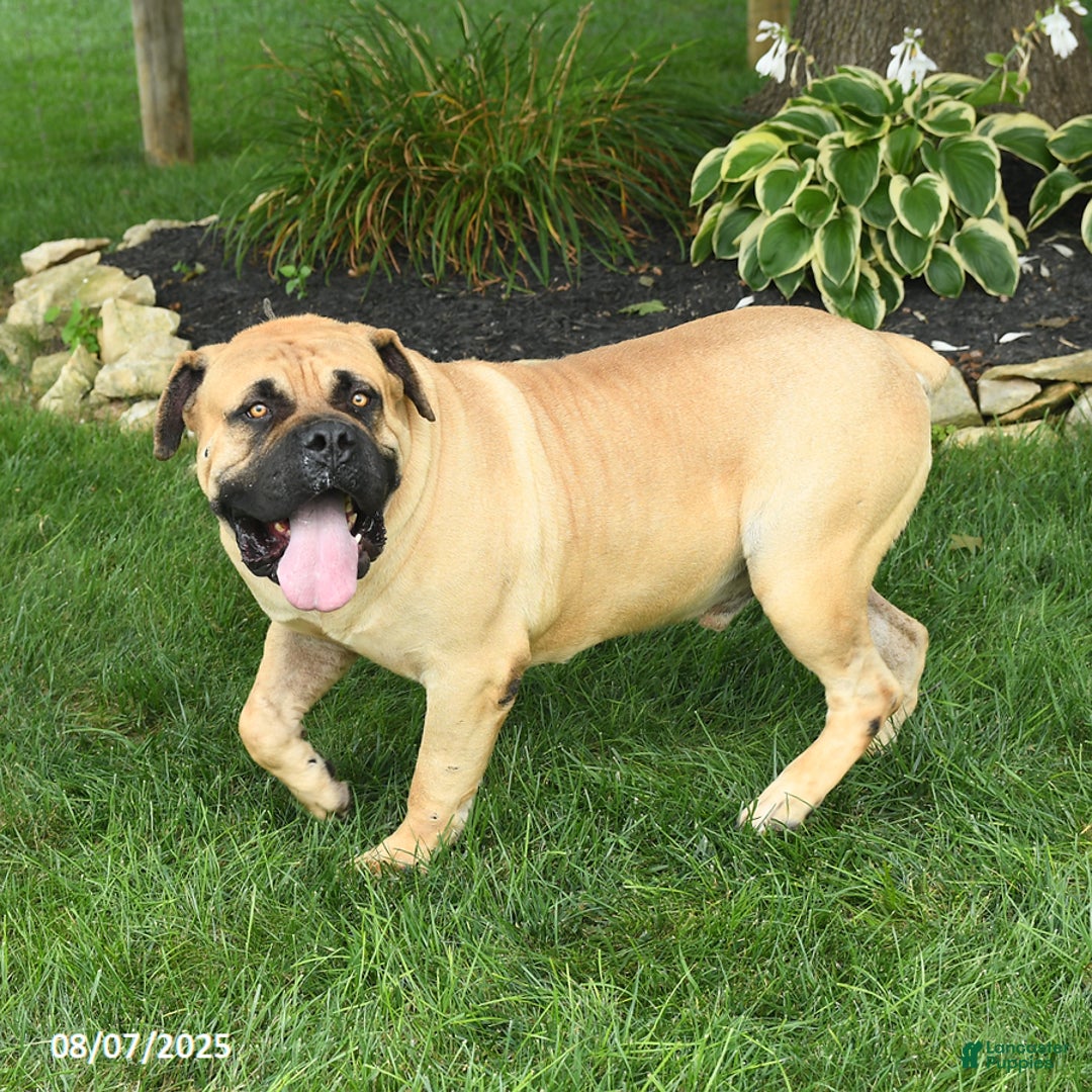 South African Boerboels dogs for sale: Honeycomb Ben - Image 2