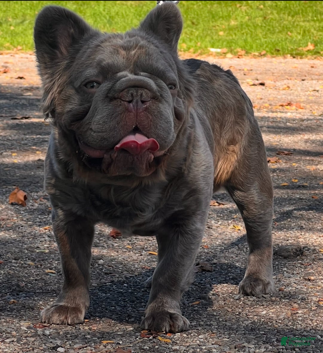 French Bulldog dogs for sale: Romeo - Image 3