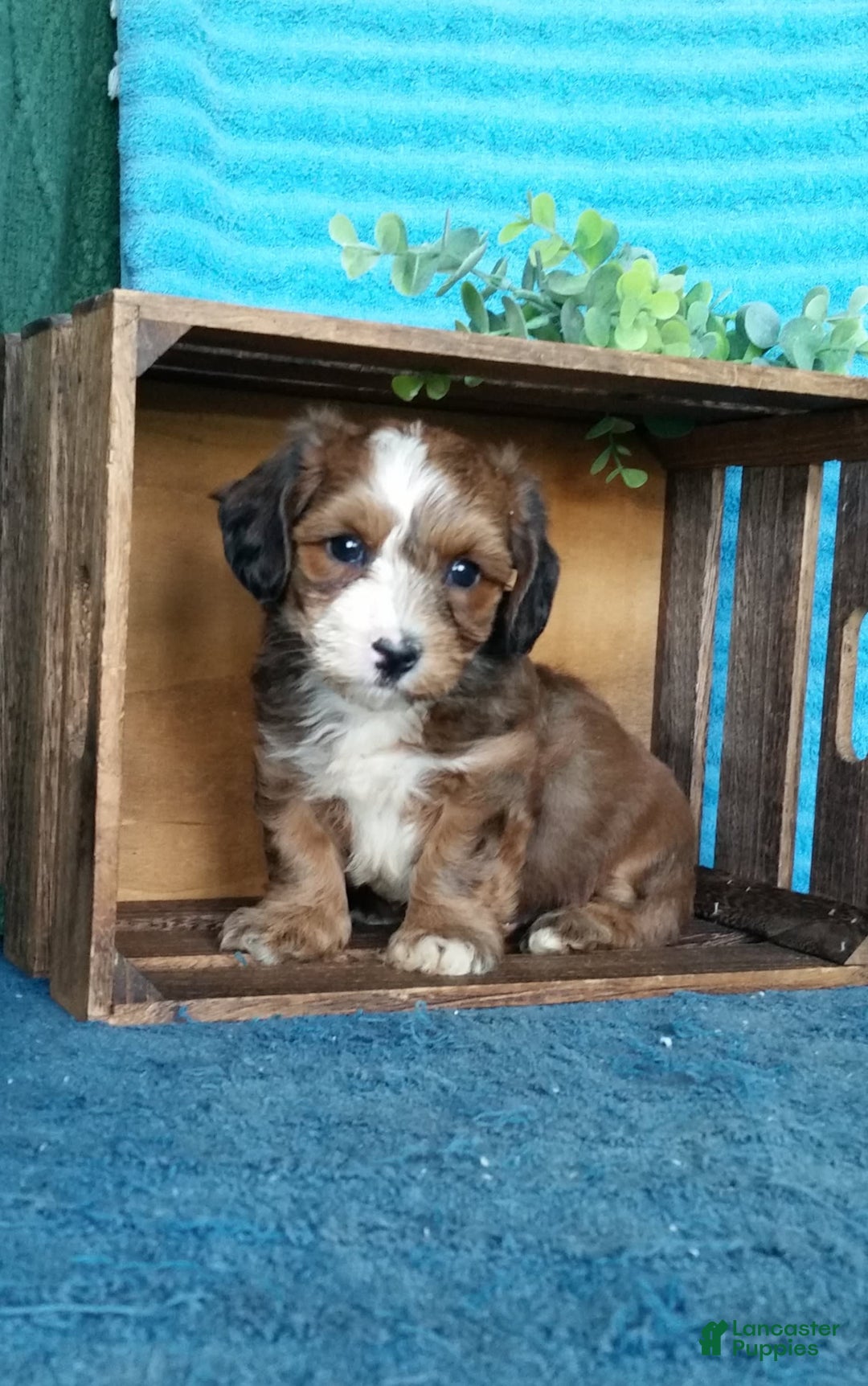 Havanese dogs for sale: Duke - Image 7