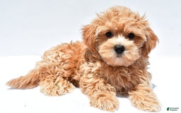 Maltipoo dogs for sale: Chloe - Image 2