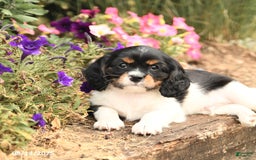 Cavalier King Charles Spaniel dogs for sale: Dexter - Image 3