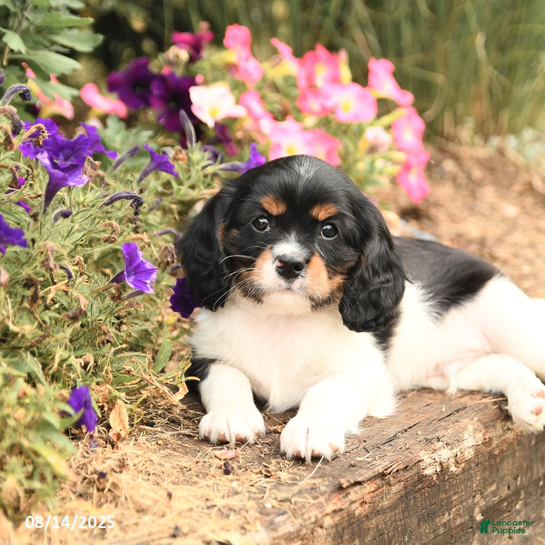 Cavalier King Charles Spaniel dogs for sale: Dexter - Image 3