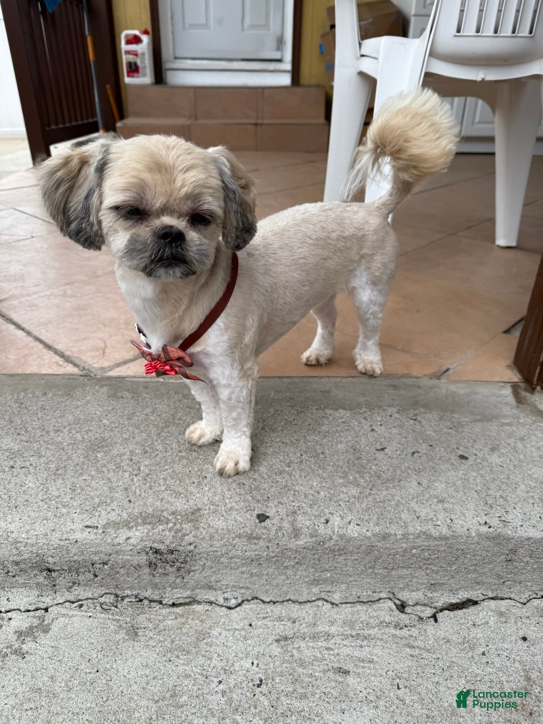 Shih Tzu dogs for sale: Dona - Image 3