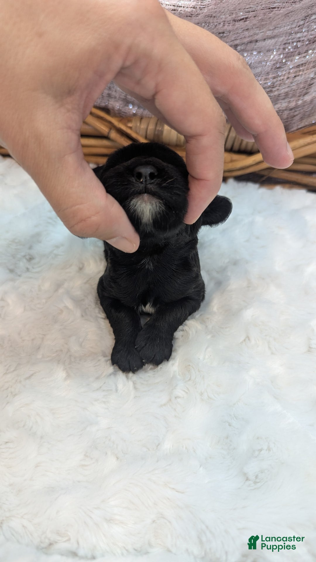 Cockapoo dogs for sale: Miranda - Image 9