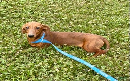 Miniature Dachshund dogs for sale: Griffin - Image 3