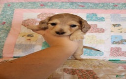 Miniature Dachshund dogs for sale: Chip - Image 4