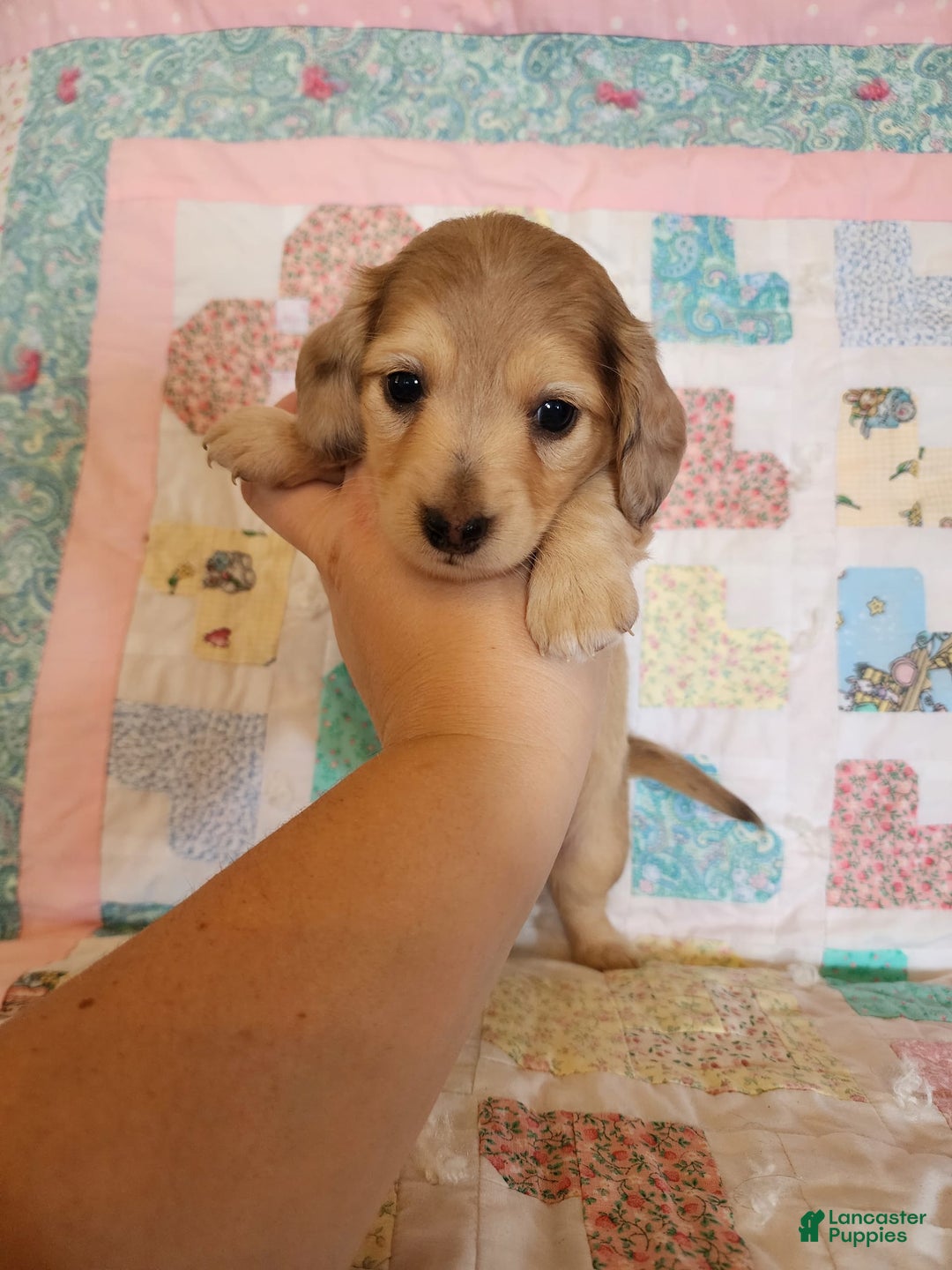 Miniature Dachshund dogs for sale: Chip - Image 4