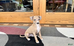 Italian Greyhound dogs for sale: RJ - Image 4