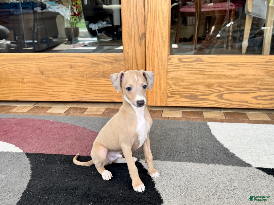 Italian Greyhound dogs for sale: RJ - Image 4