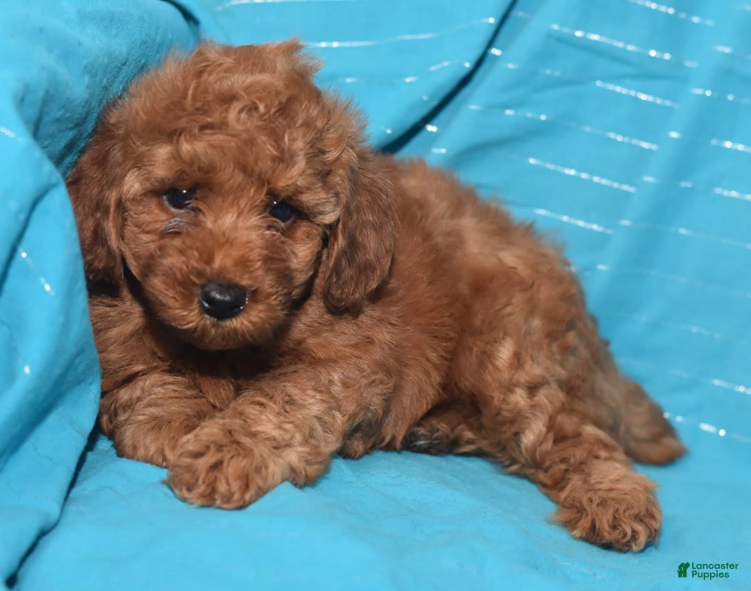 Miniature Poodle dogs for sale: Tessa - Image 14
