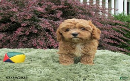 Cavapoo dogs for sale: Princess - Image 11