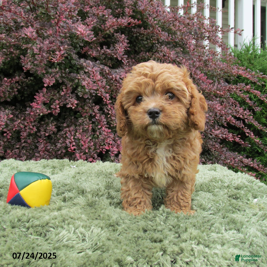 Cavapoo dogs for sale: Princess - Image 11