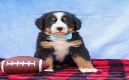 Bernese Mountain Dog dogs for sale: Samson - Image 15