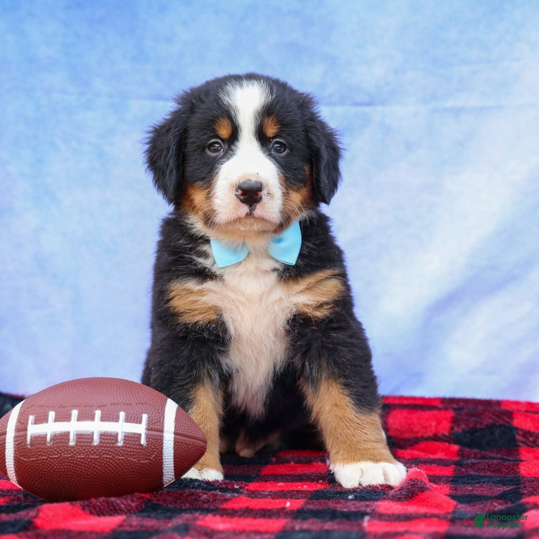 Bernese Mountain Dog dogs for sale: Samson - Image 15