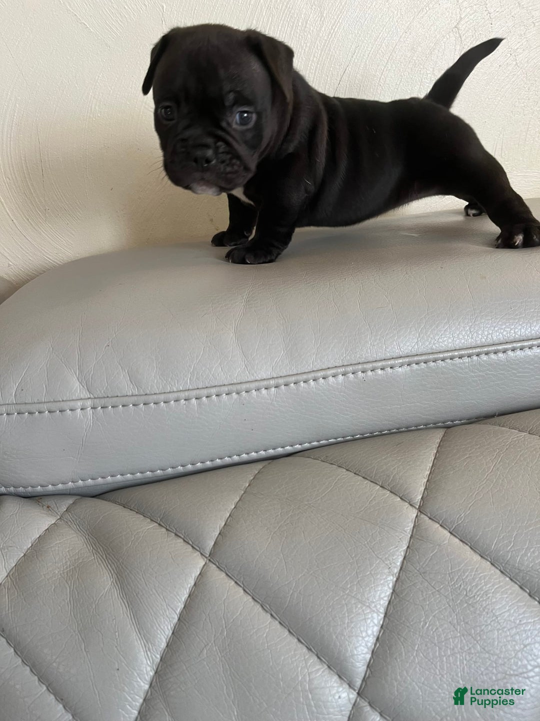 American Bully dogs for sale: Oily - Image 1