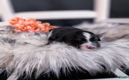 Mini Bernedoodle dogs for sale: Montserrat - Image 5