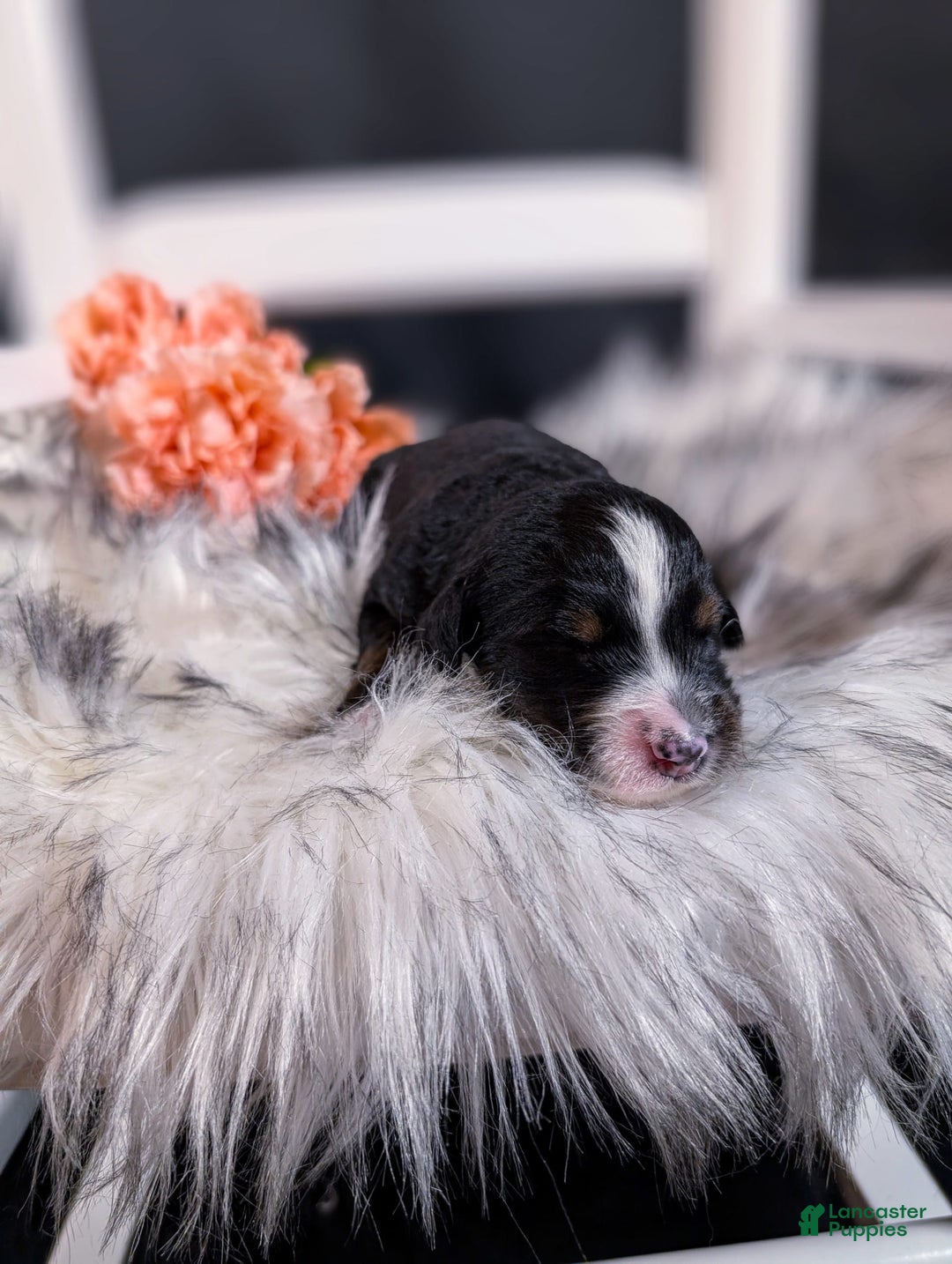 Mini Bernedoodle dogs for sale: Montserrat - Image 5