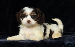 Cavapoo dogs for sale: Jenna - Image 9