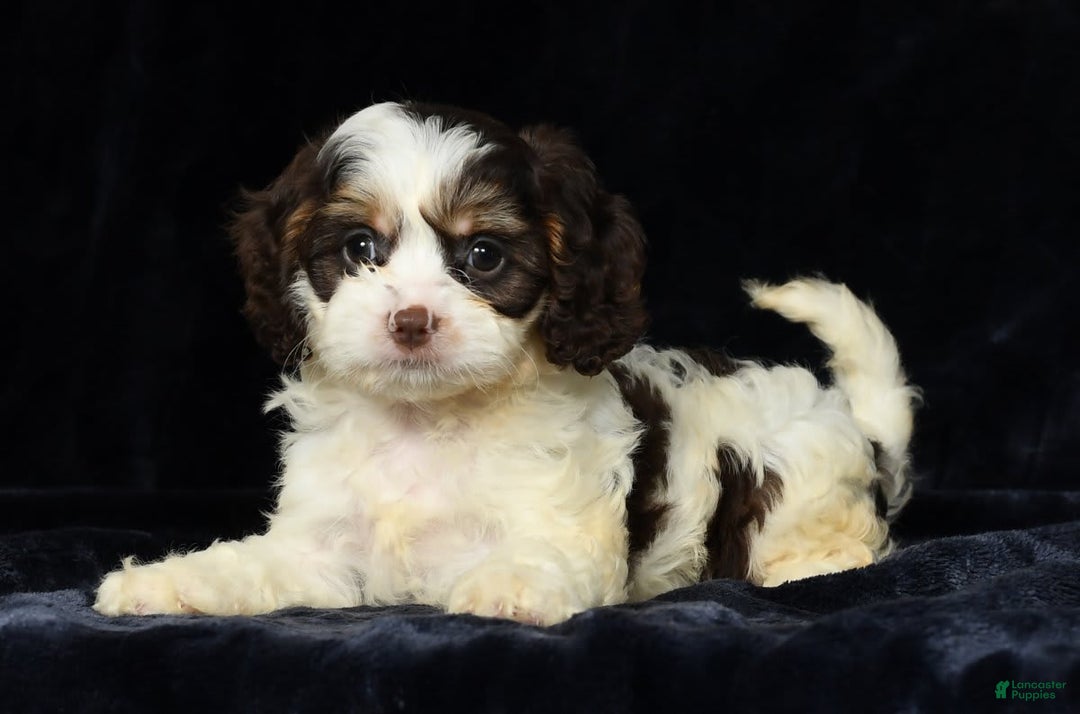 Cavapoo dogs for sale: Jenna - Image 9
