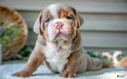 Beabull dogs for sale: Sweetie - Image 3