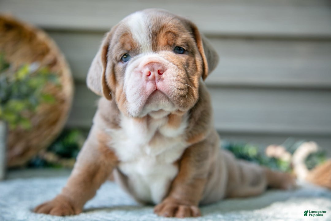 Beabull dogs for sale: Sweetie - Image 3