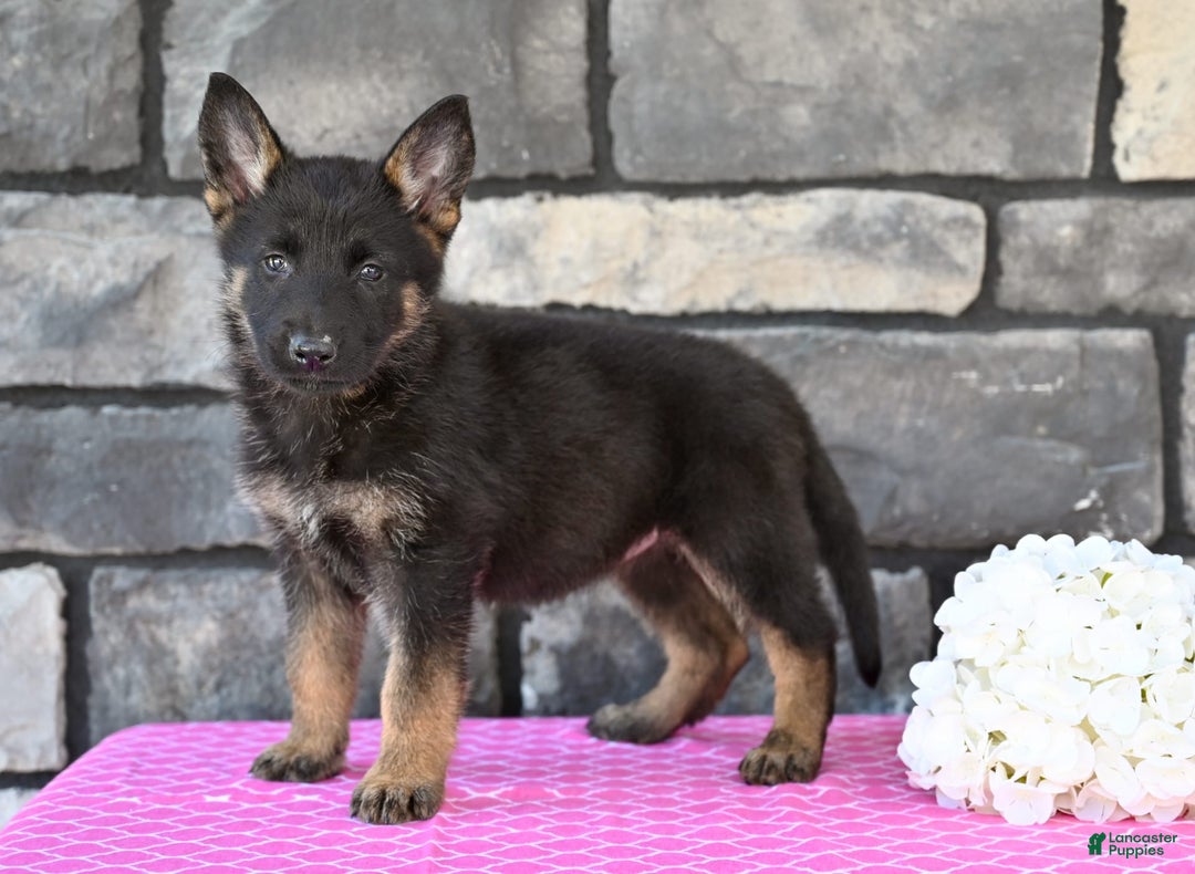 German Shepherd dogs for sale: German Shepherd 6 puppies - Image 4