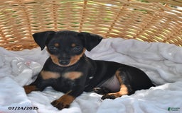 Miniature Pinscher dogs for sale: Peanut - Image 2