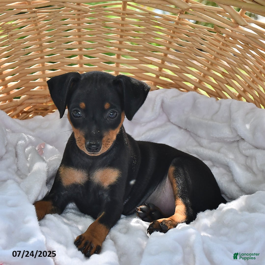 Miniature Pinscher dogs for sale: Peanut - Image 2