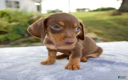 Miniature Dachshund dogs for sale: Frisco - Image 7