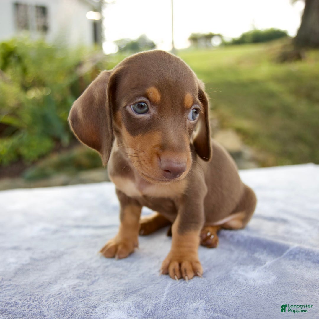 Miniature Dachshund dogs for sale: Frisco - Image 7