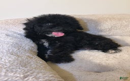 Yorkiepoo dogs for sale: Apollo - Image 4