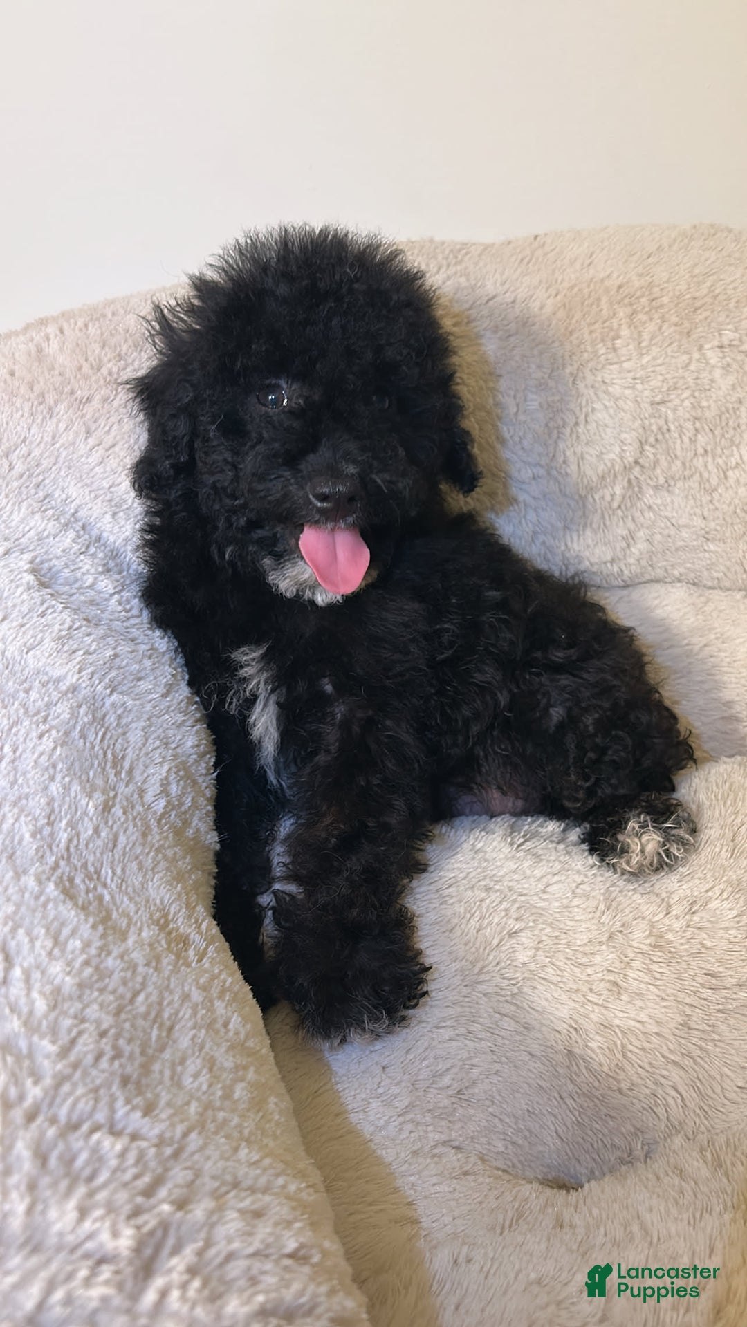 Yorkiepoo dogs for sale: Apollo - Image 4