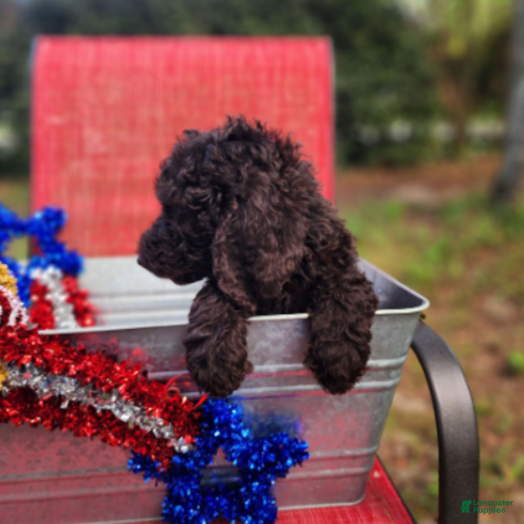 Goldendoodle dogs for sale: Dutch - Image 3