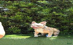 French Bulldog dogs for sale: Dj - Image 5