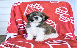 Teddy Bear dogs for sale: Helen - Image 3