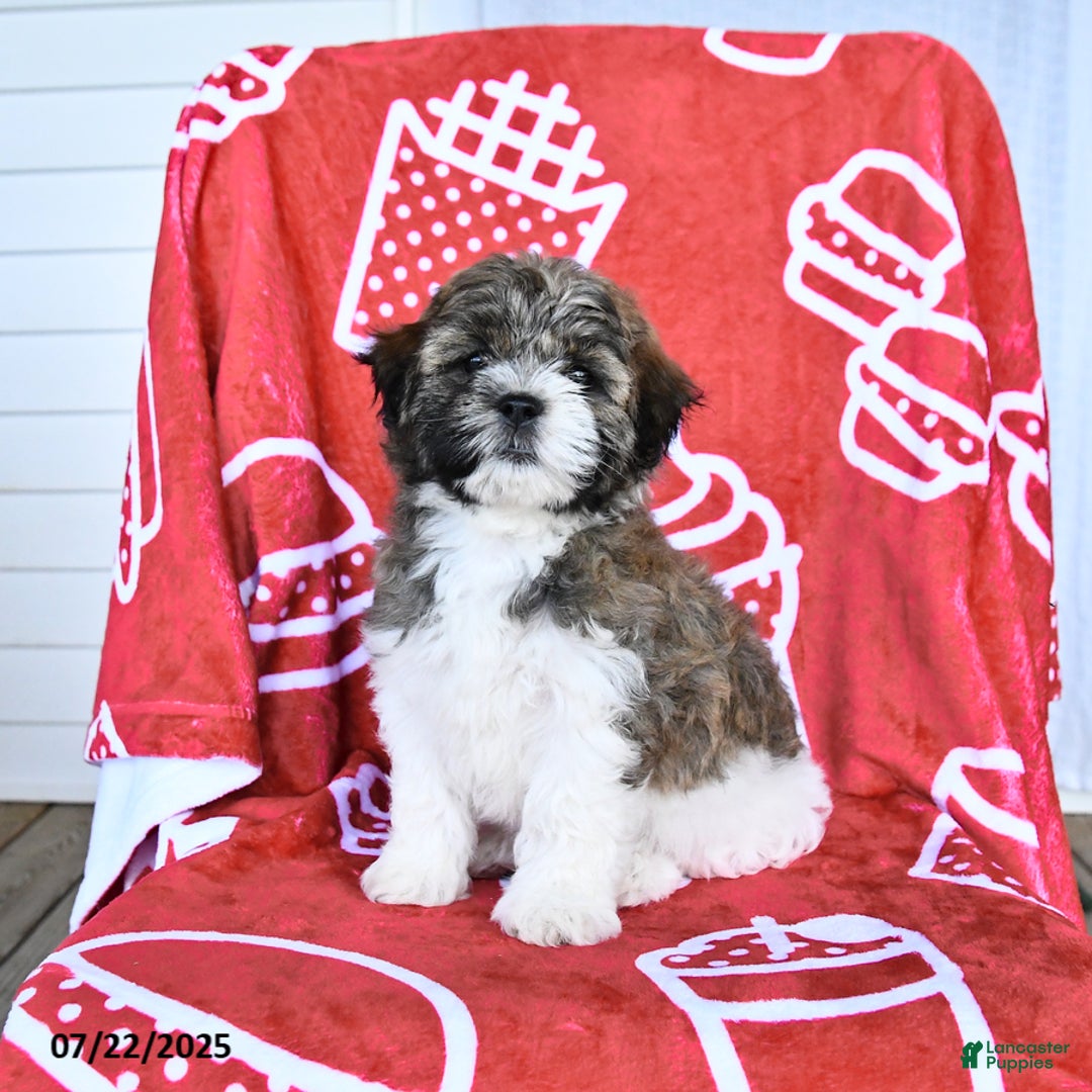 Teddy Bear dogs for sale: Helen - Image 3