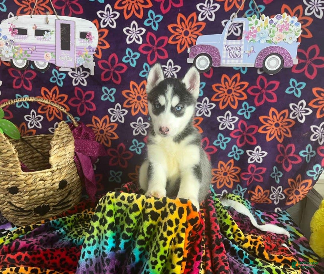 Siberian Husky dogs for sale: Daisy - Image 3