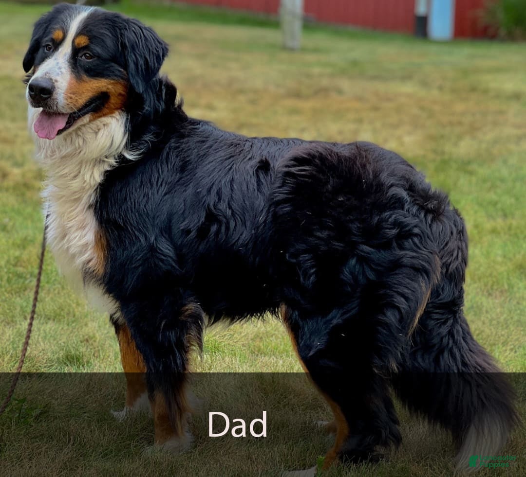 Bernese Mountain Dog dogs for sale: Chief - Image 11