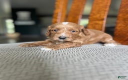 Cavapoo dogs for sale: River - Image 4