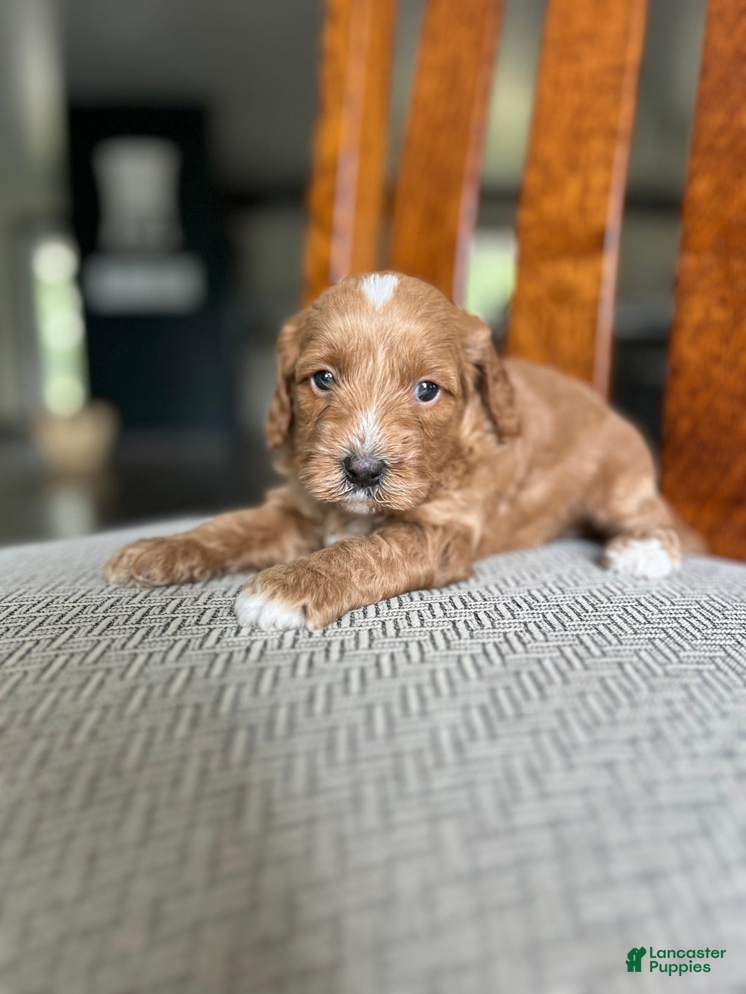 Cavapoo dogs for sale: River - Image 4